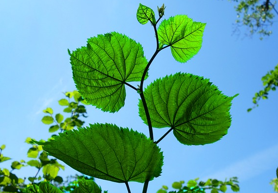 photo of young tree